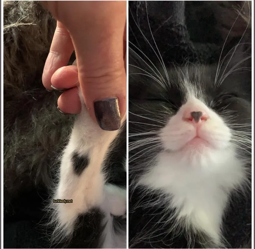 Kedi #2989