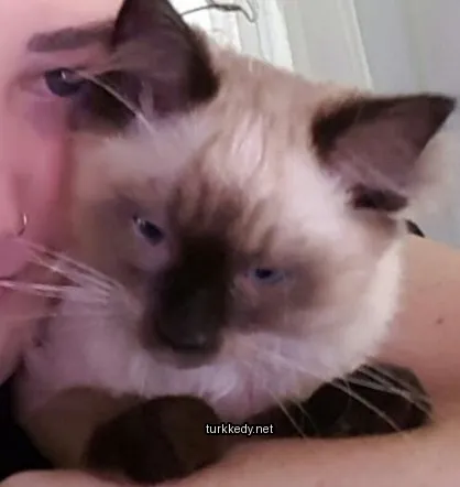Kedi #2991