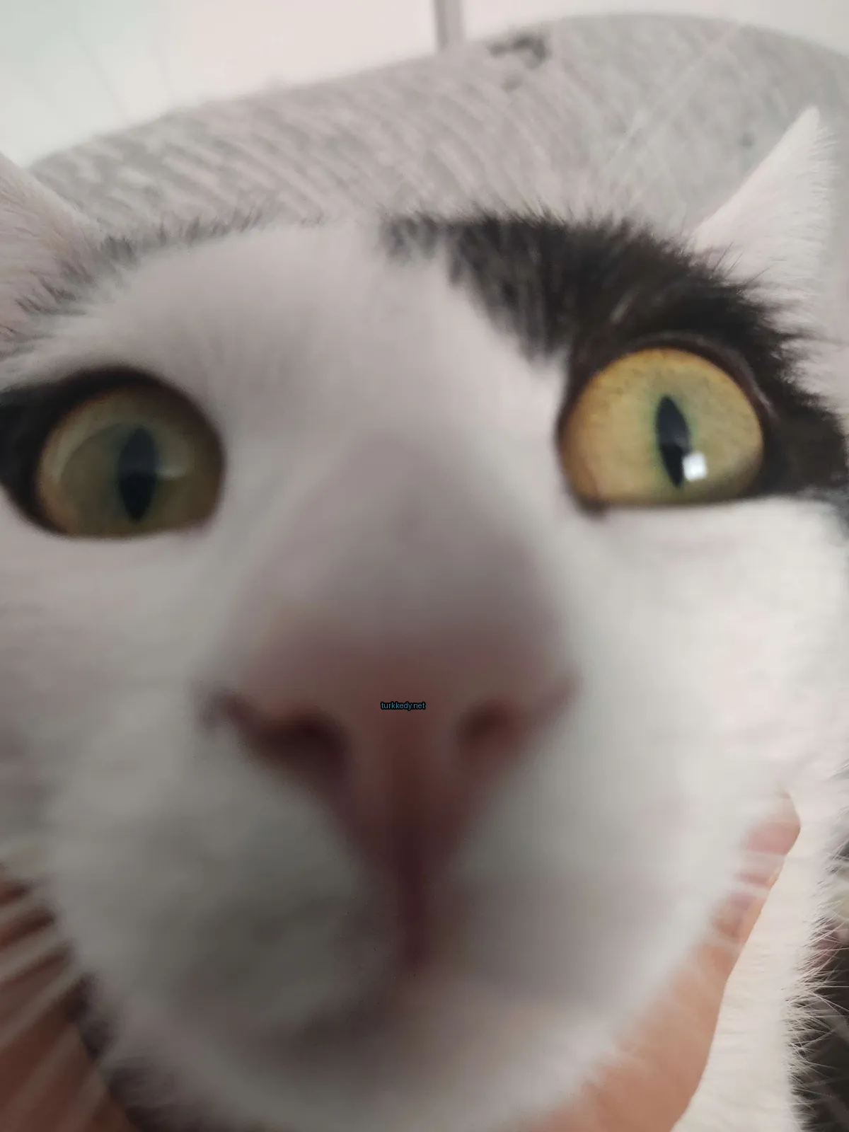 Kedi #2993