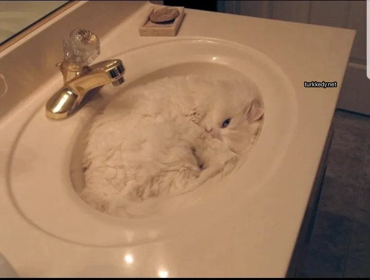 Kedi #2994