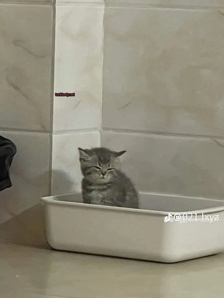 Kedi fotoğrafı #2995
