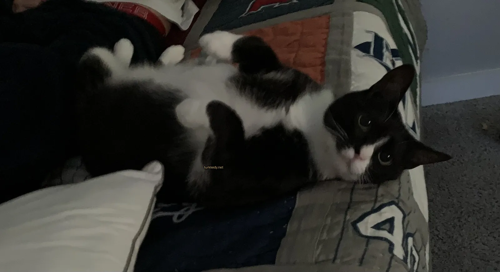 Kedi #2997