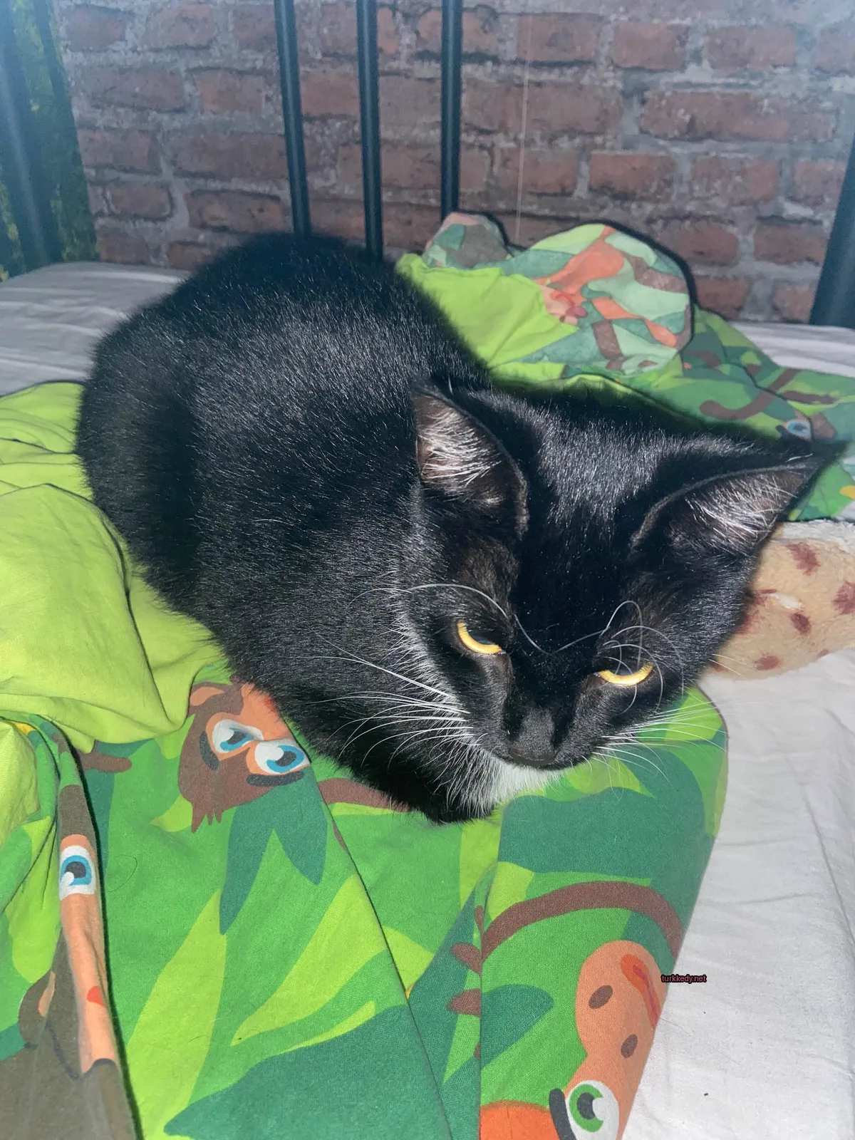 Kedi #2998