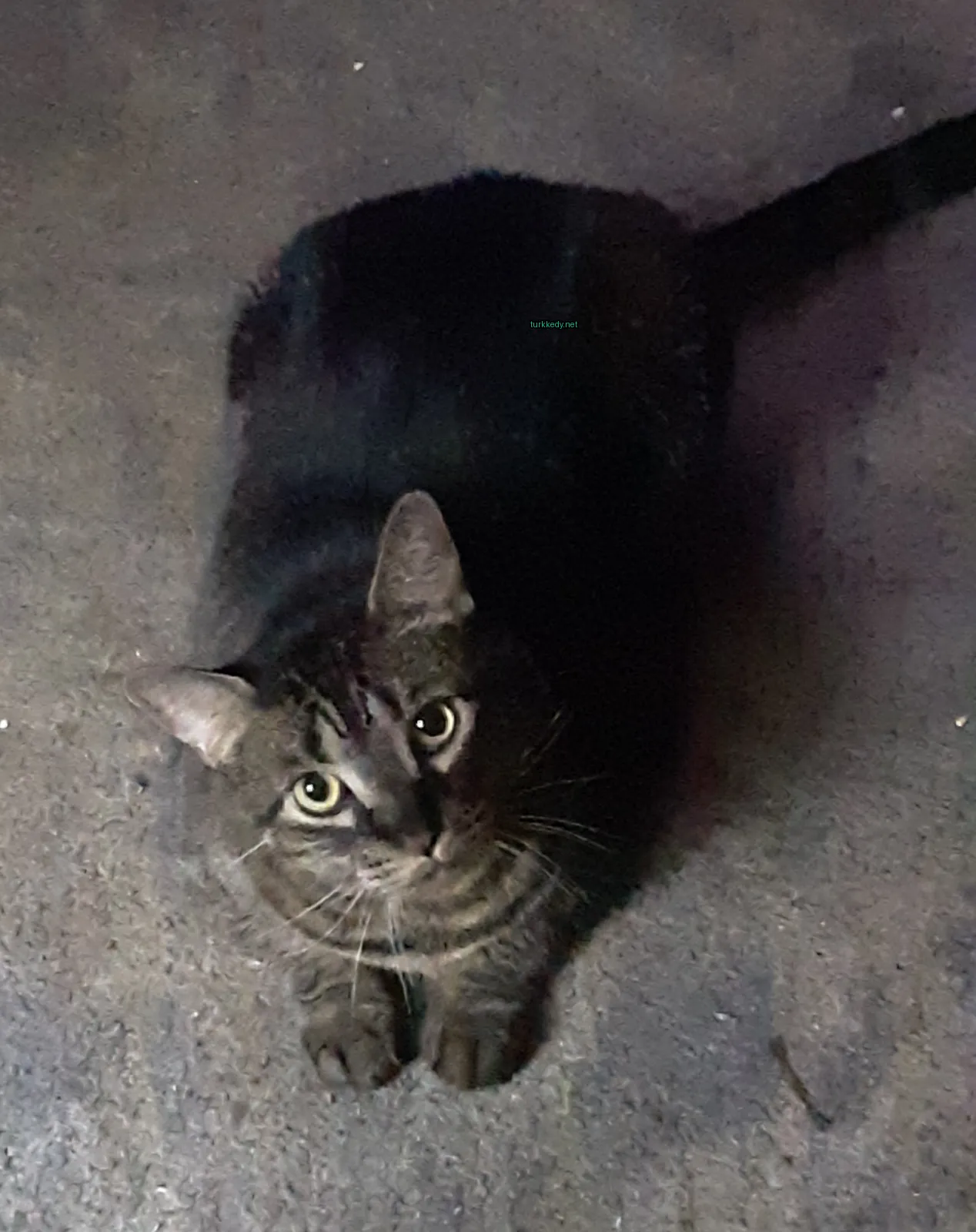 Kedi #2999