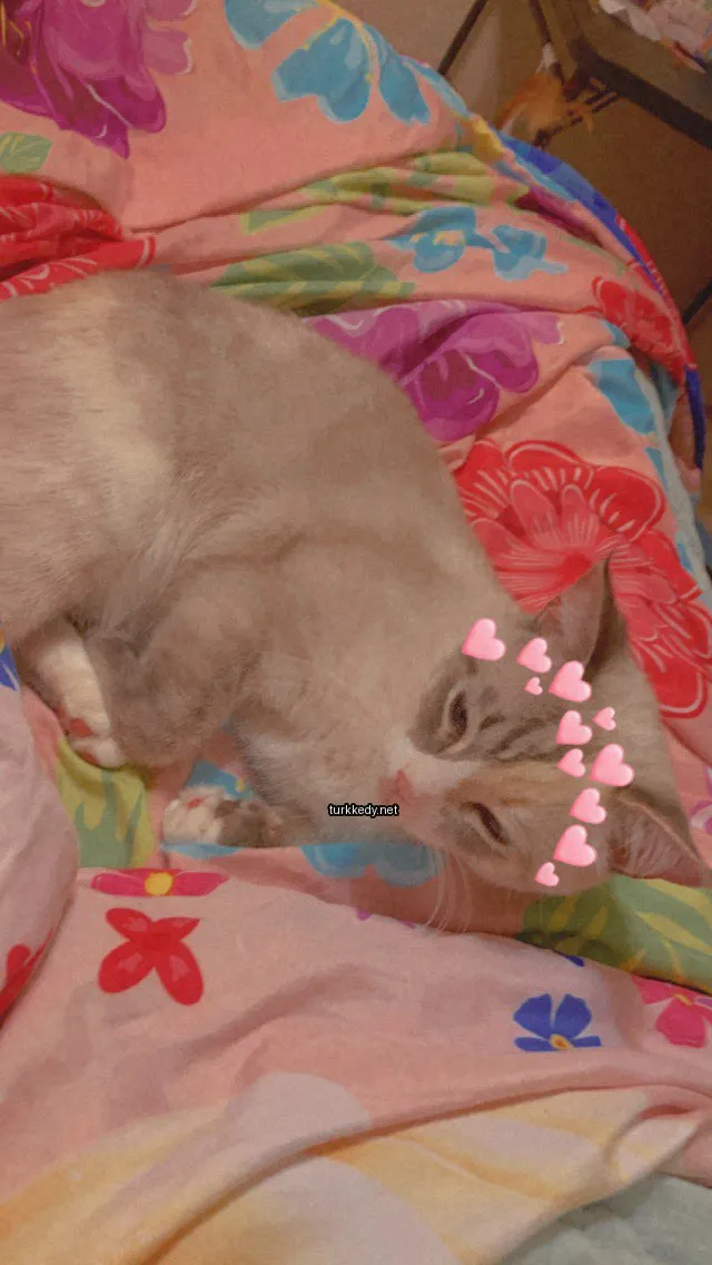 Kedi #3001