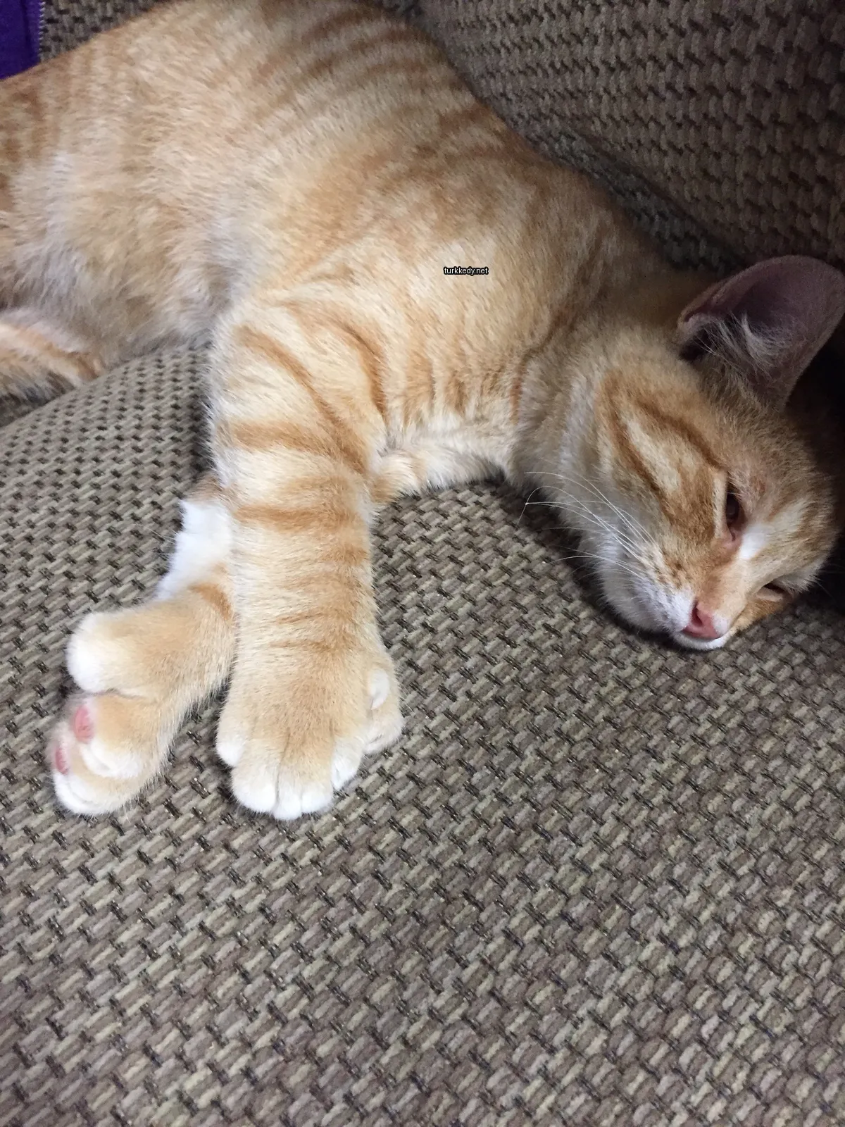 Kedi #3002