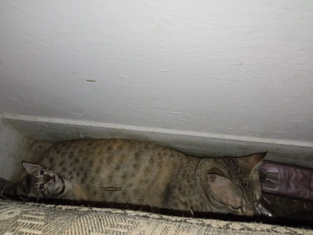 Kedi fotoğrafı #3003
