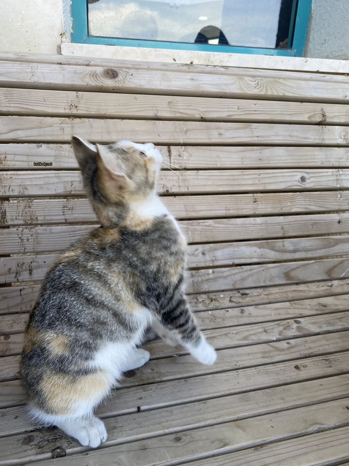 Kedi #3004