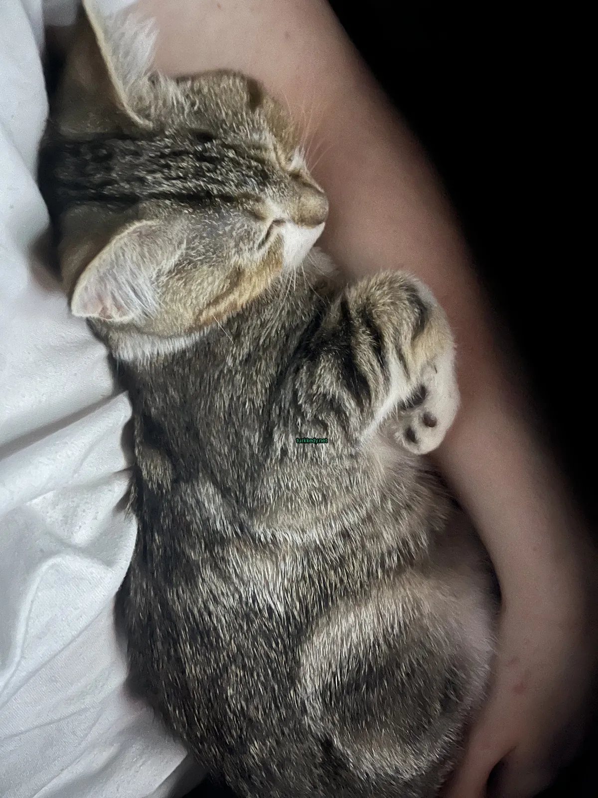 Kedi #3005