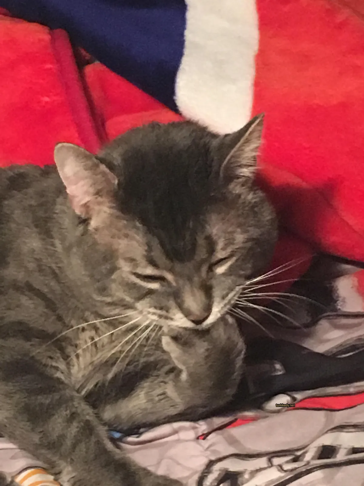 Kedi #3006