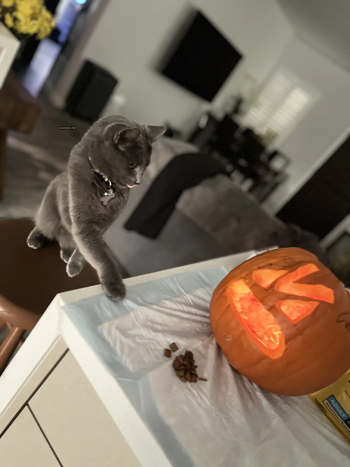 Kedi #3007