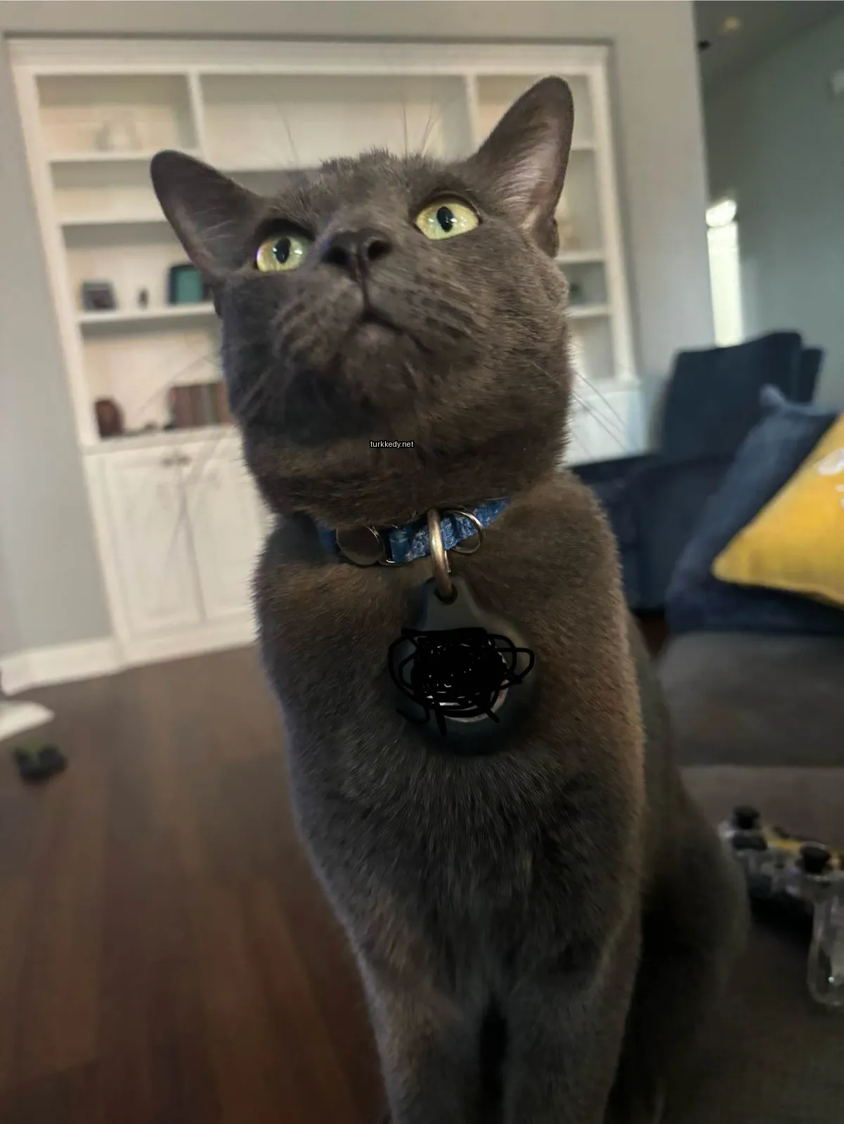 Kedi #3008