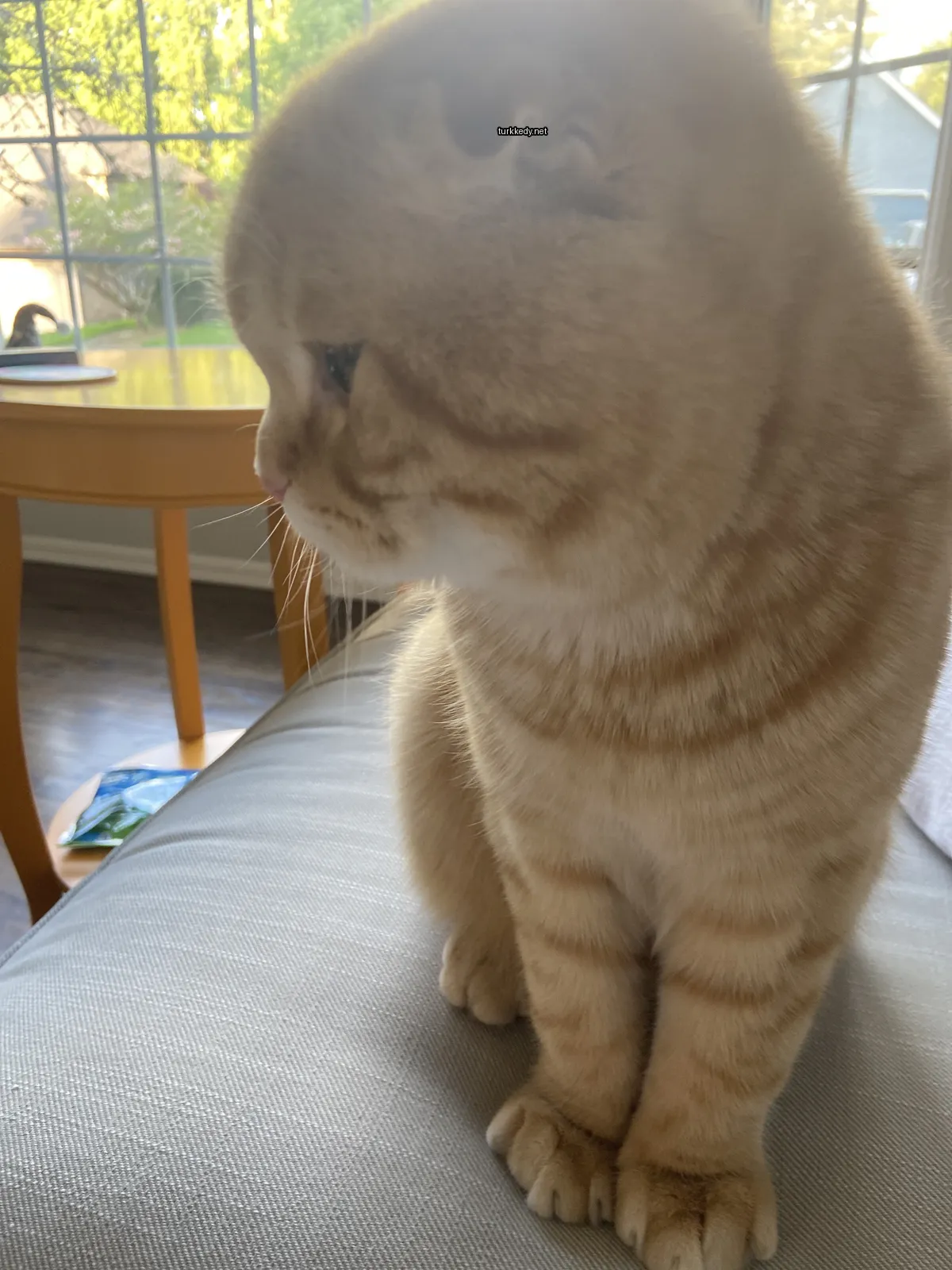Kedi #3009