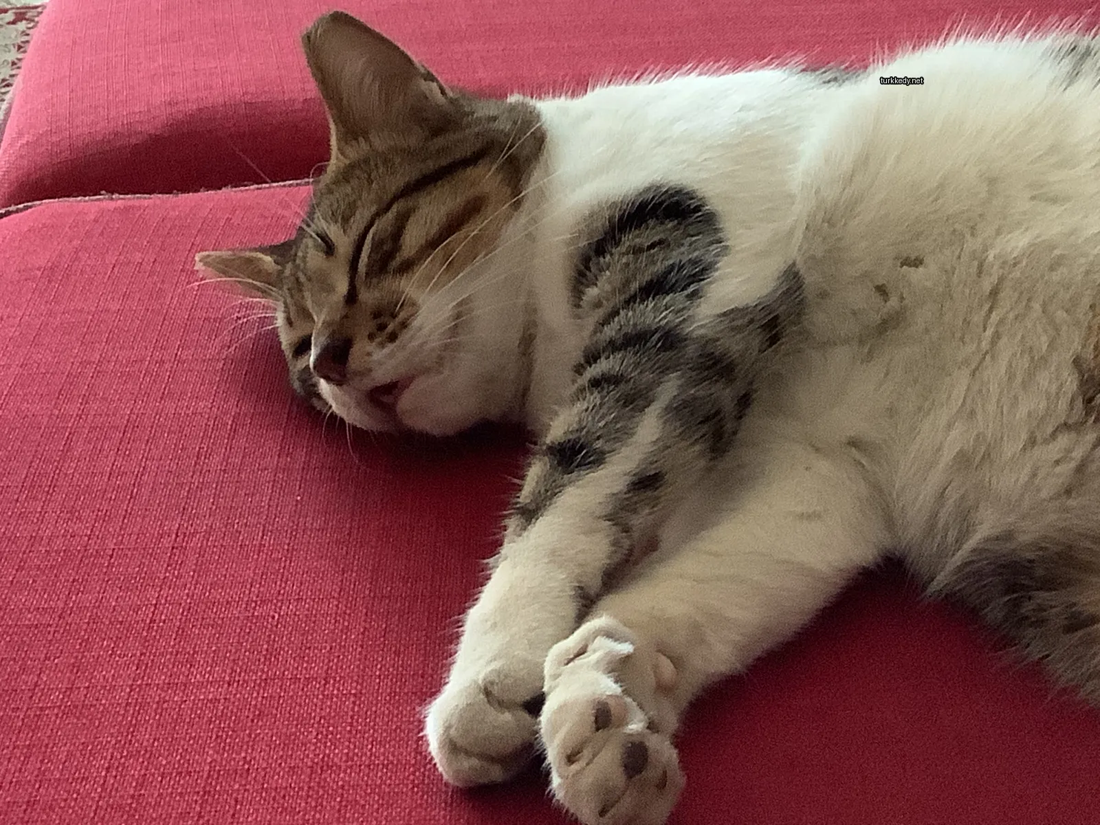 Kedi #3011