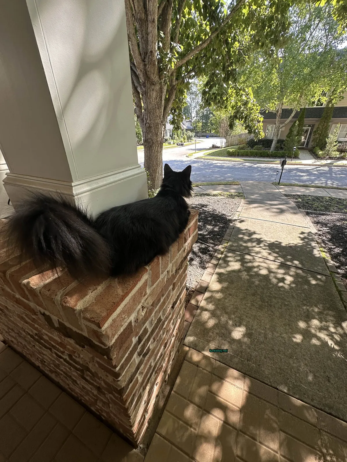 Kedi #3010