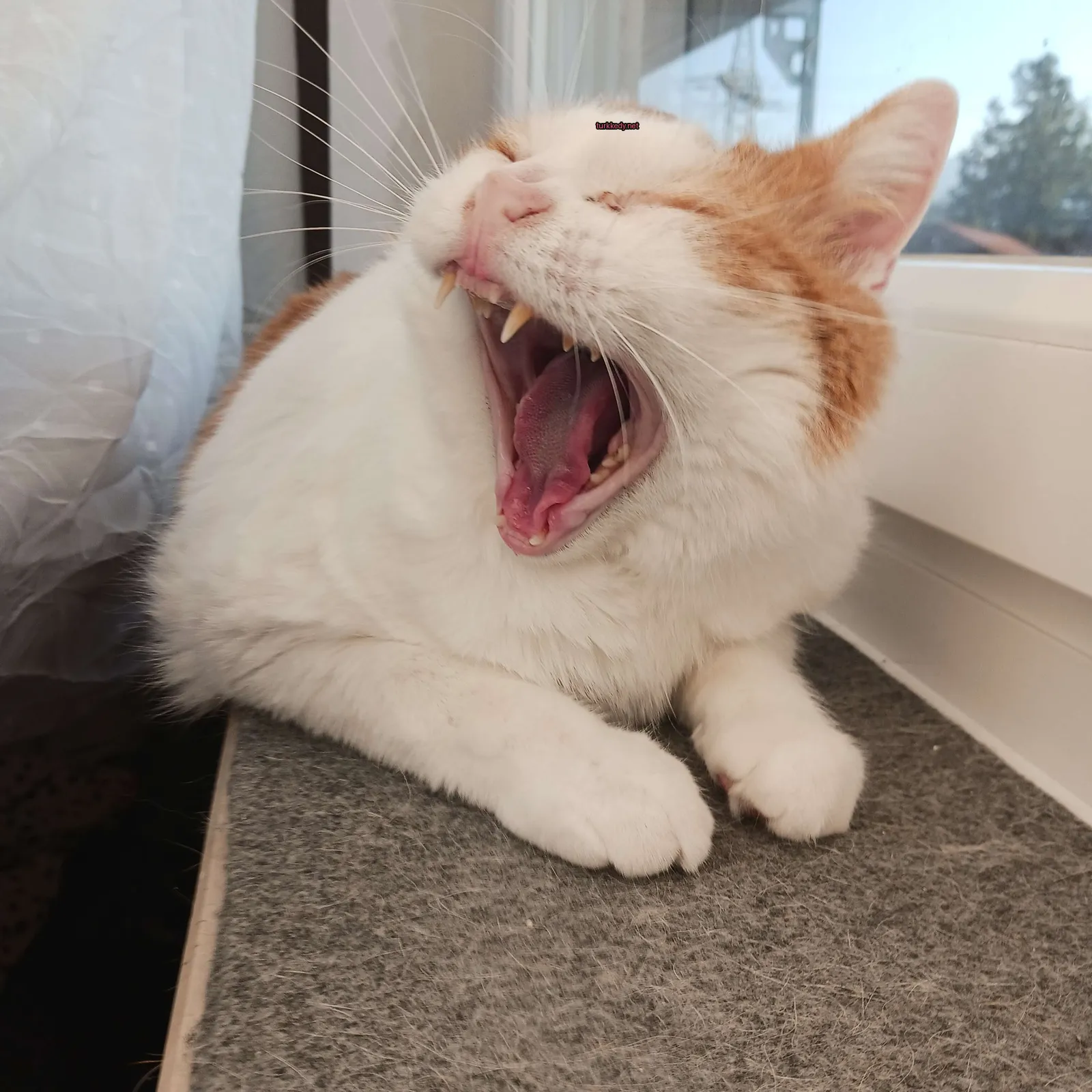 Kedi fotoğrafı #3012