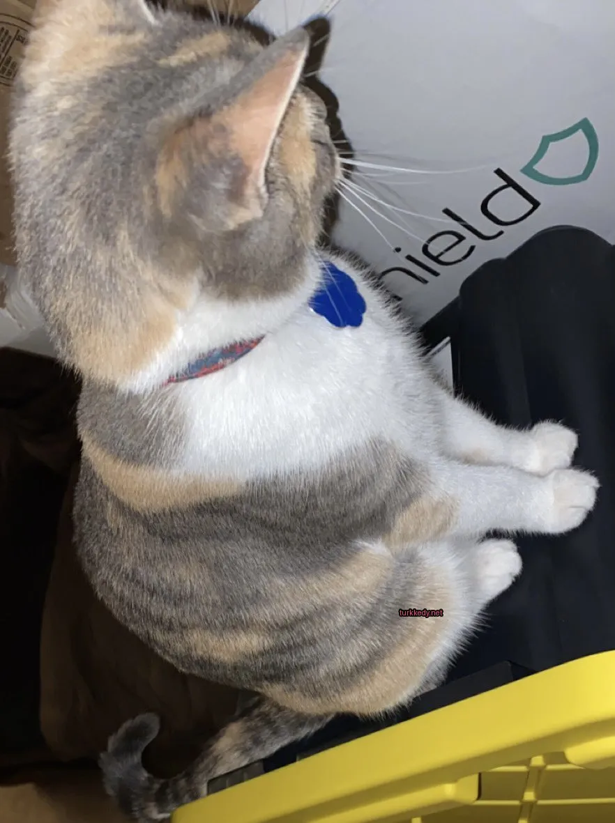 Kedi #3013