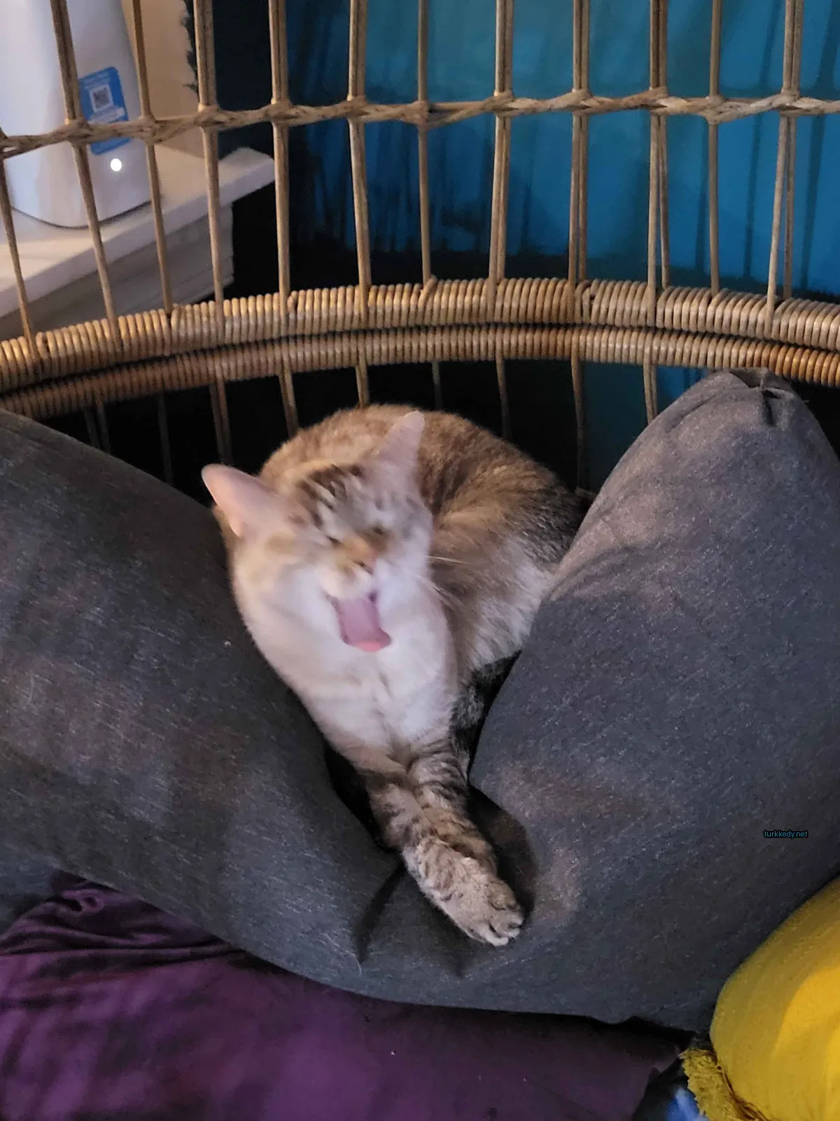 Kedi #3014