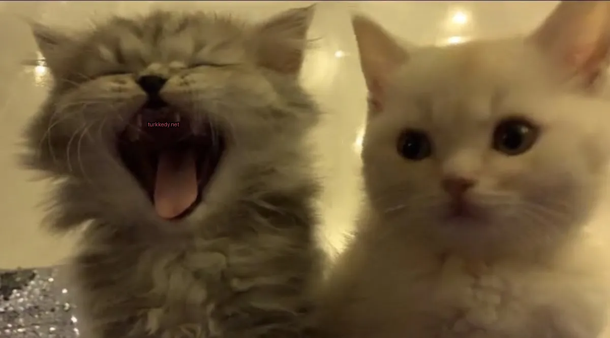 Kedi #3016