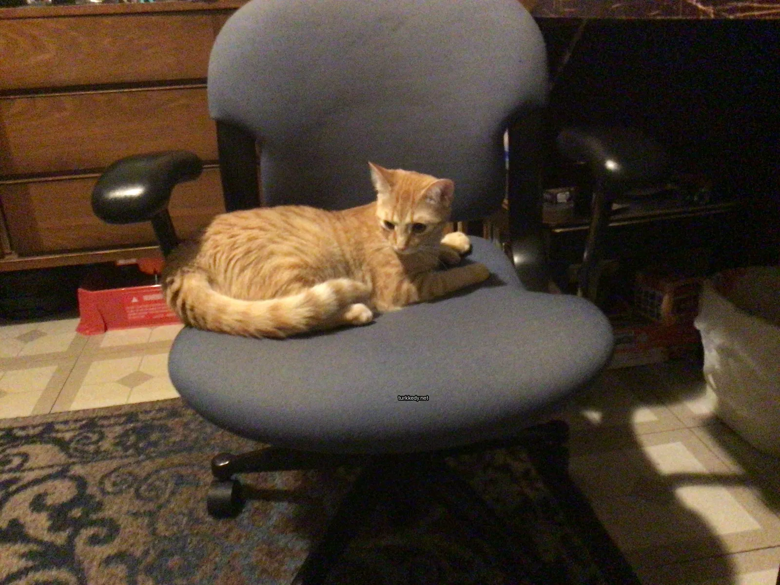 Kedi #3015