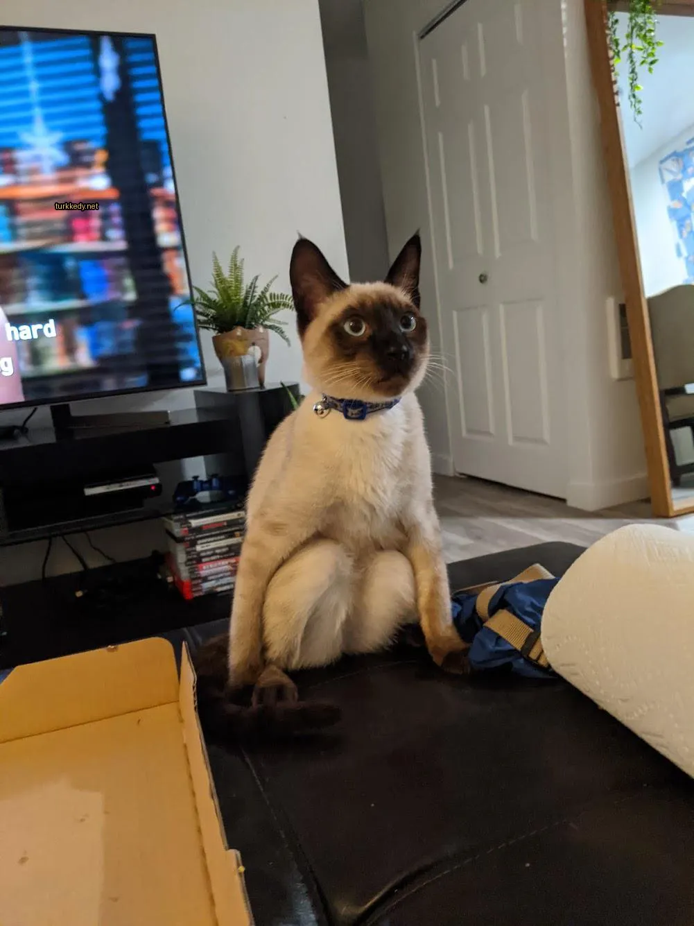 Kedi #3017