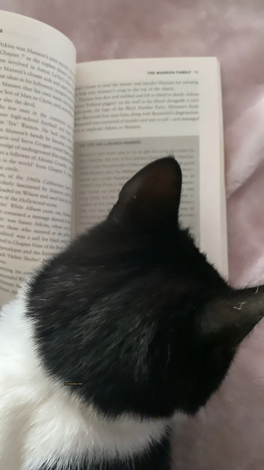 Kedi #3018