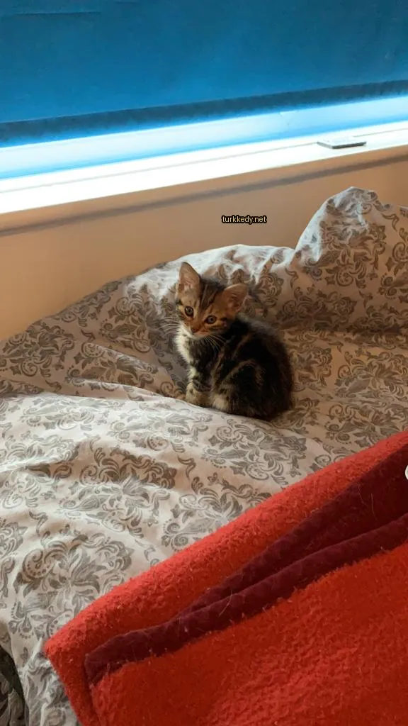 Kedi #3019