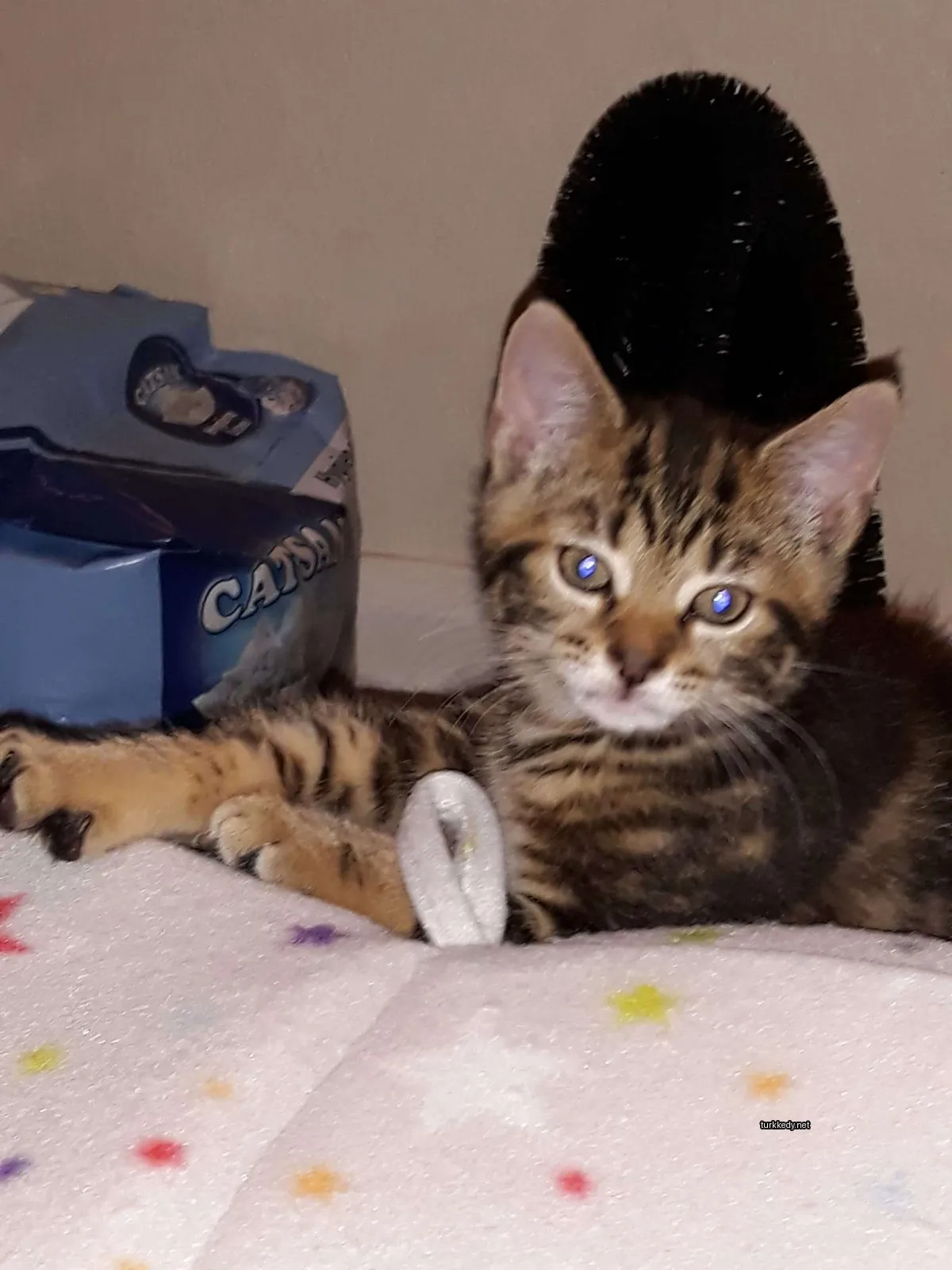 Kedi #3022