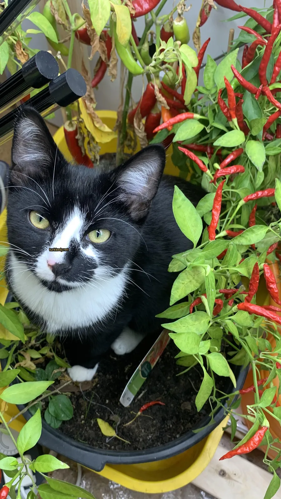 Kedi #3020