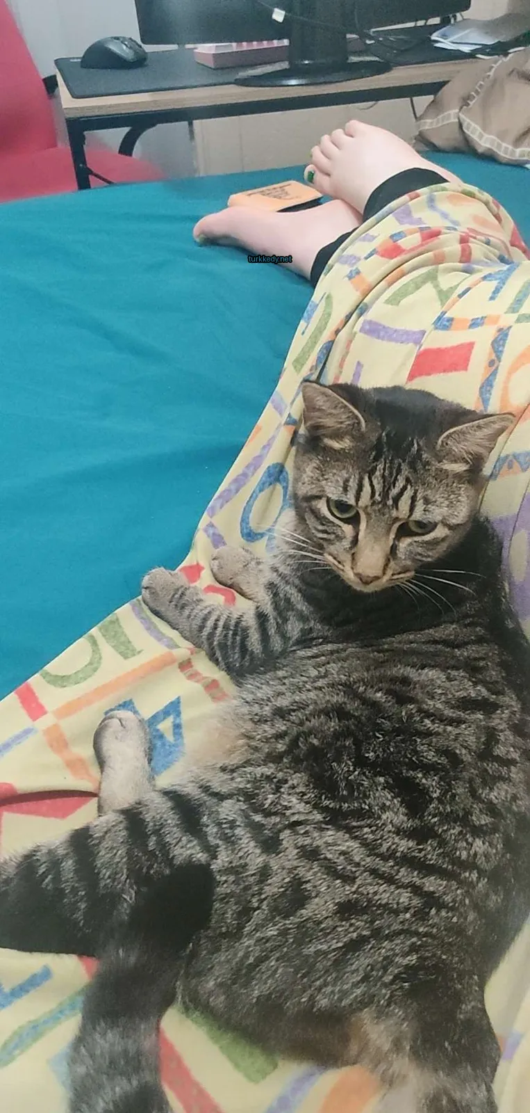 Kedi #3021