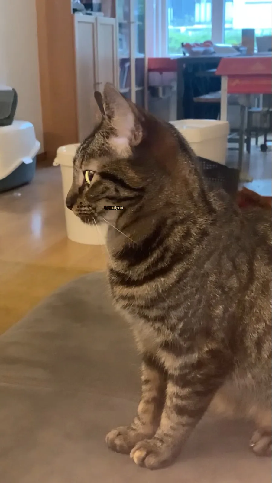 Kedi #3023