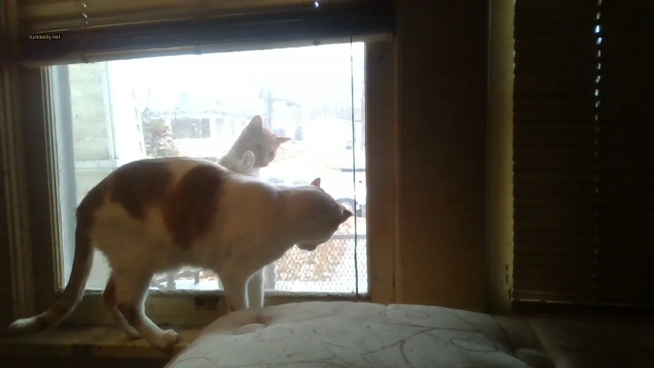 Kedi #3025