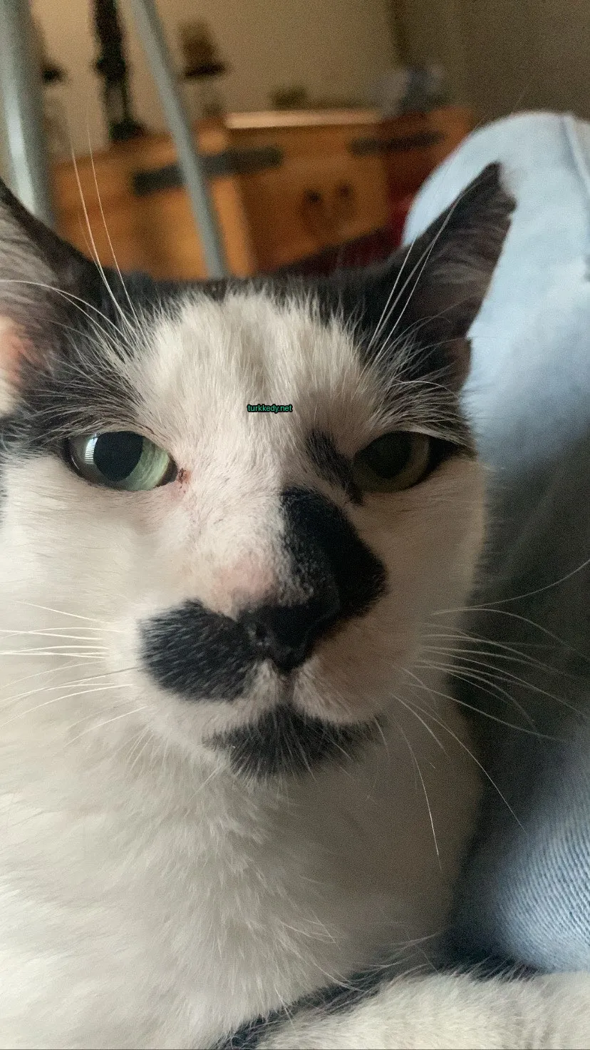 Kedi #3026