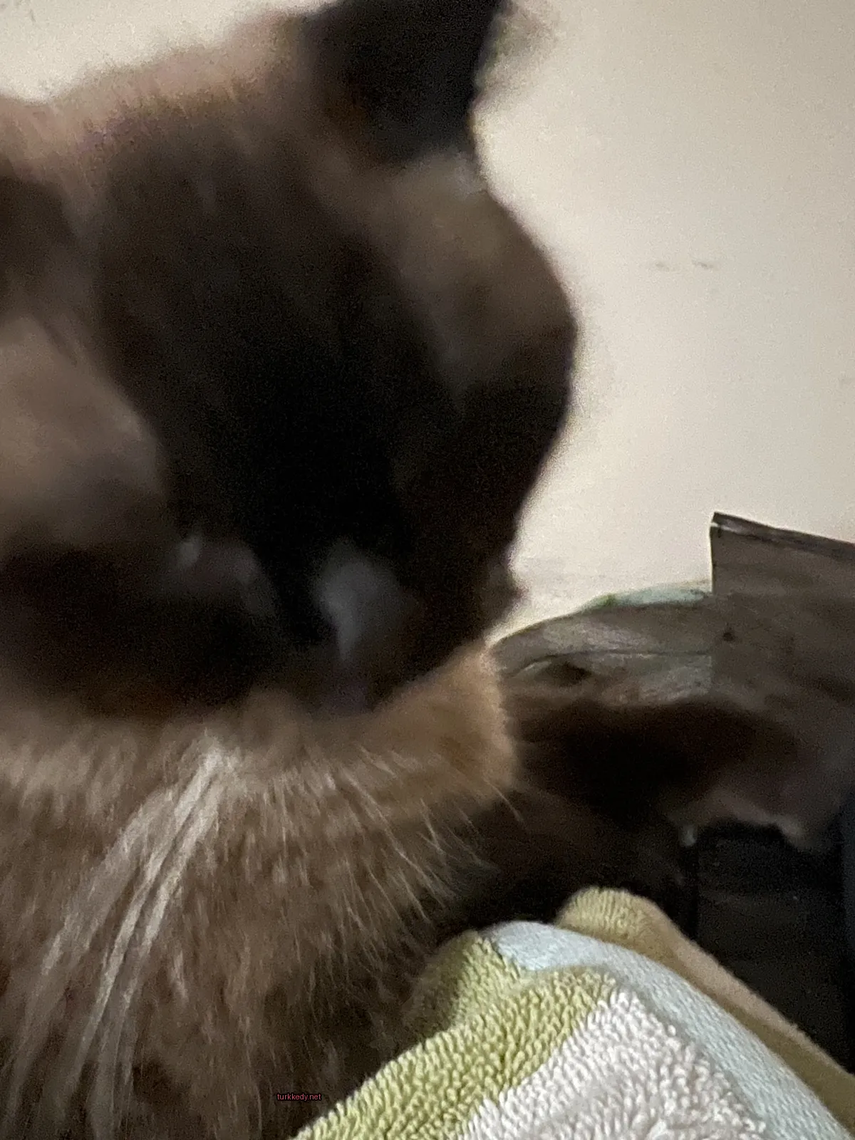 Kedi fotoğrafı #3027