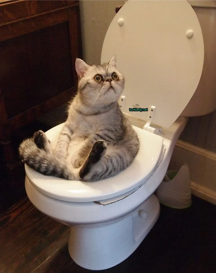 Kedi #3028