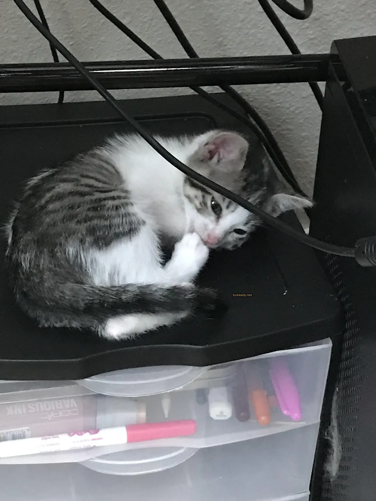 Kedi #3029