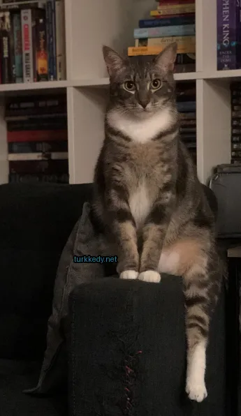 Kedi #3030