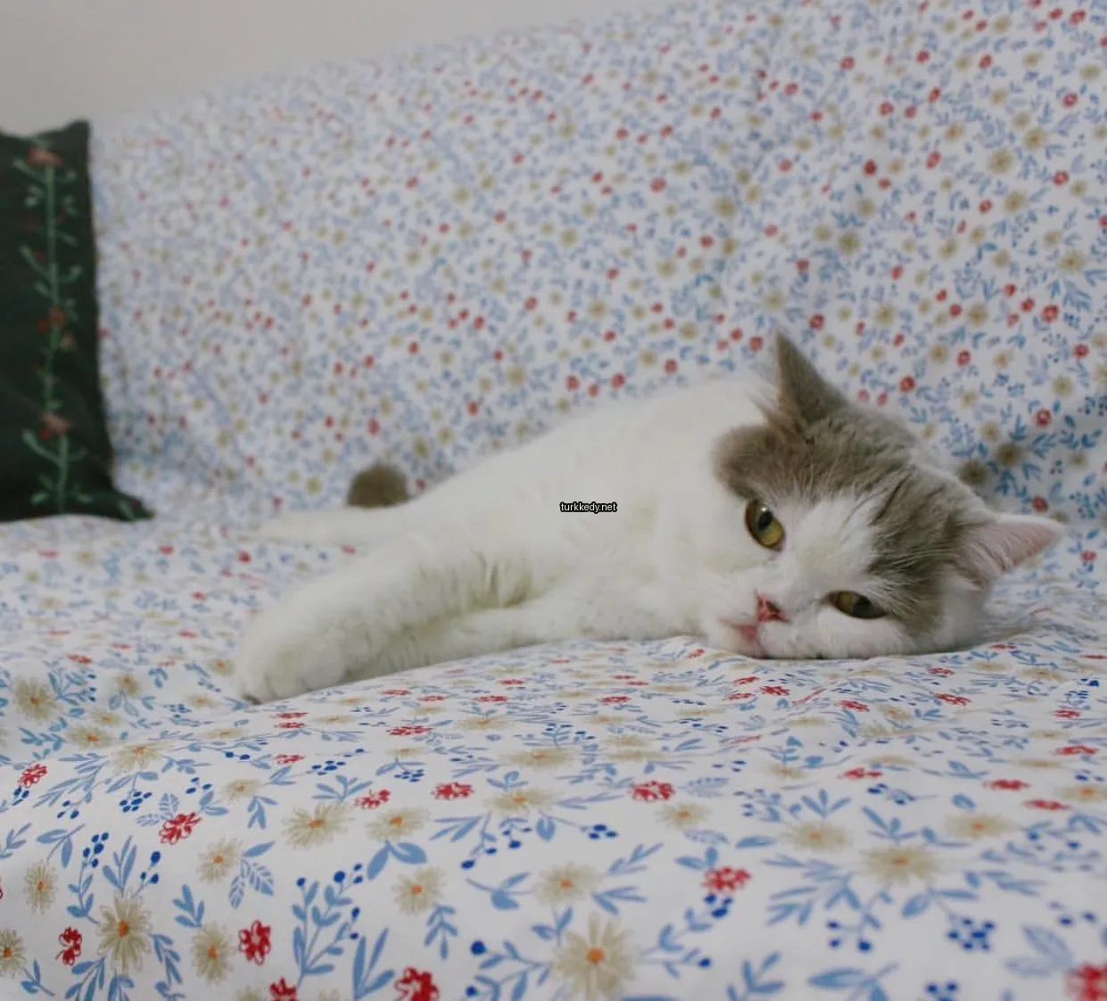 Kedi #3031