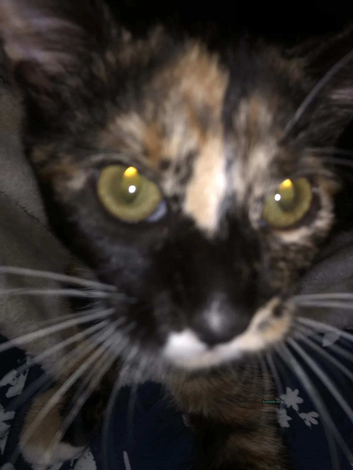 Kedi #3032