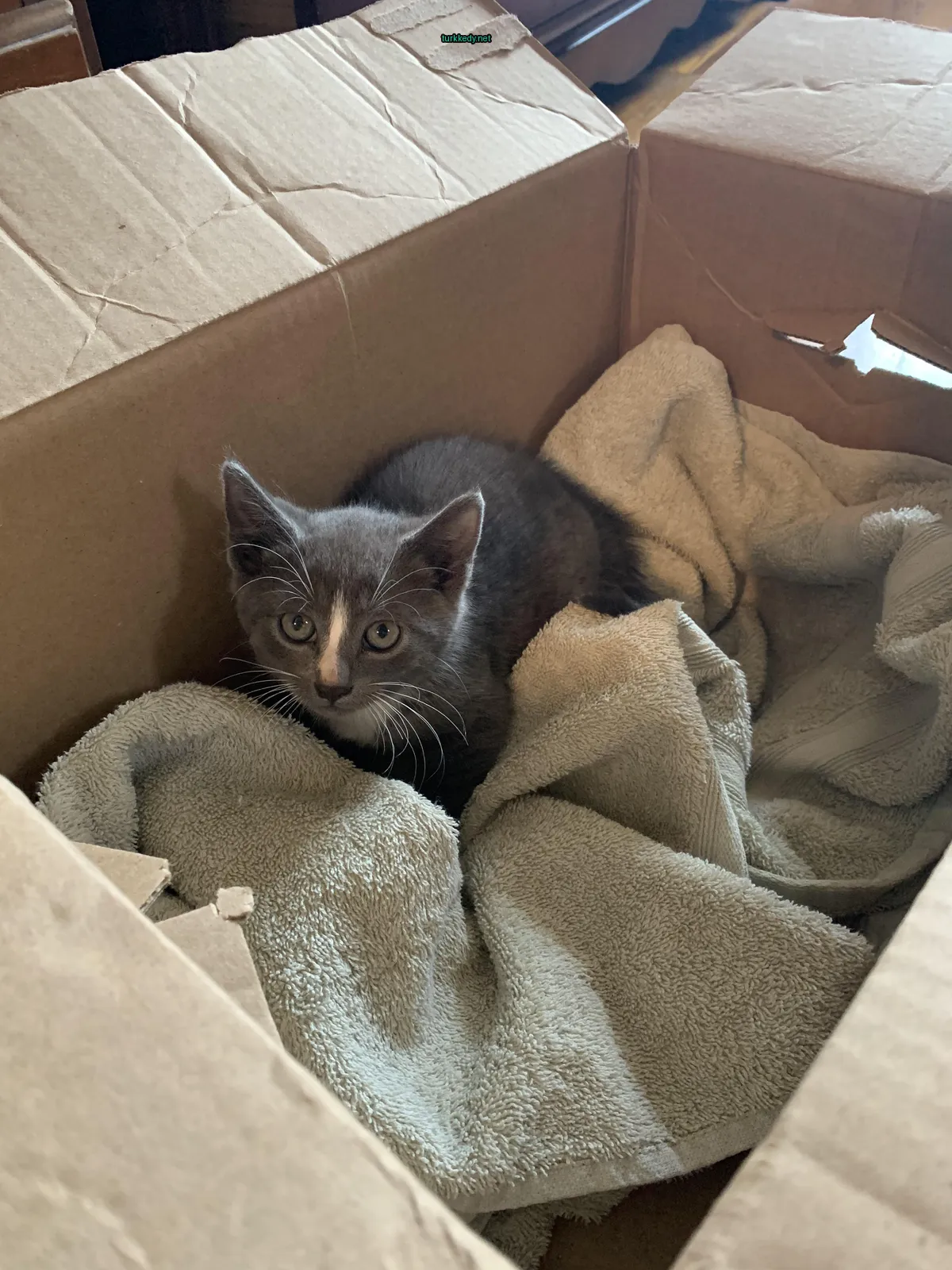 Kedi #3034