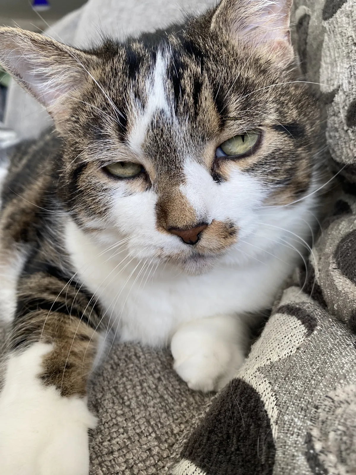 Kedi fotoğrafı #3036