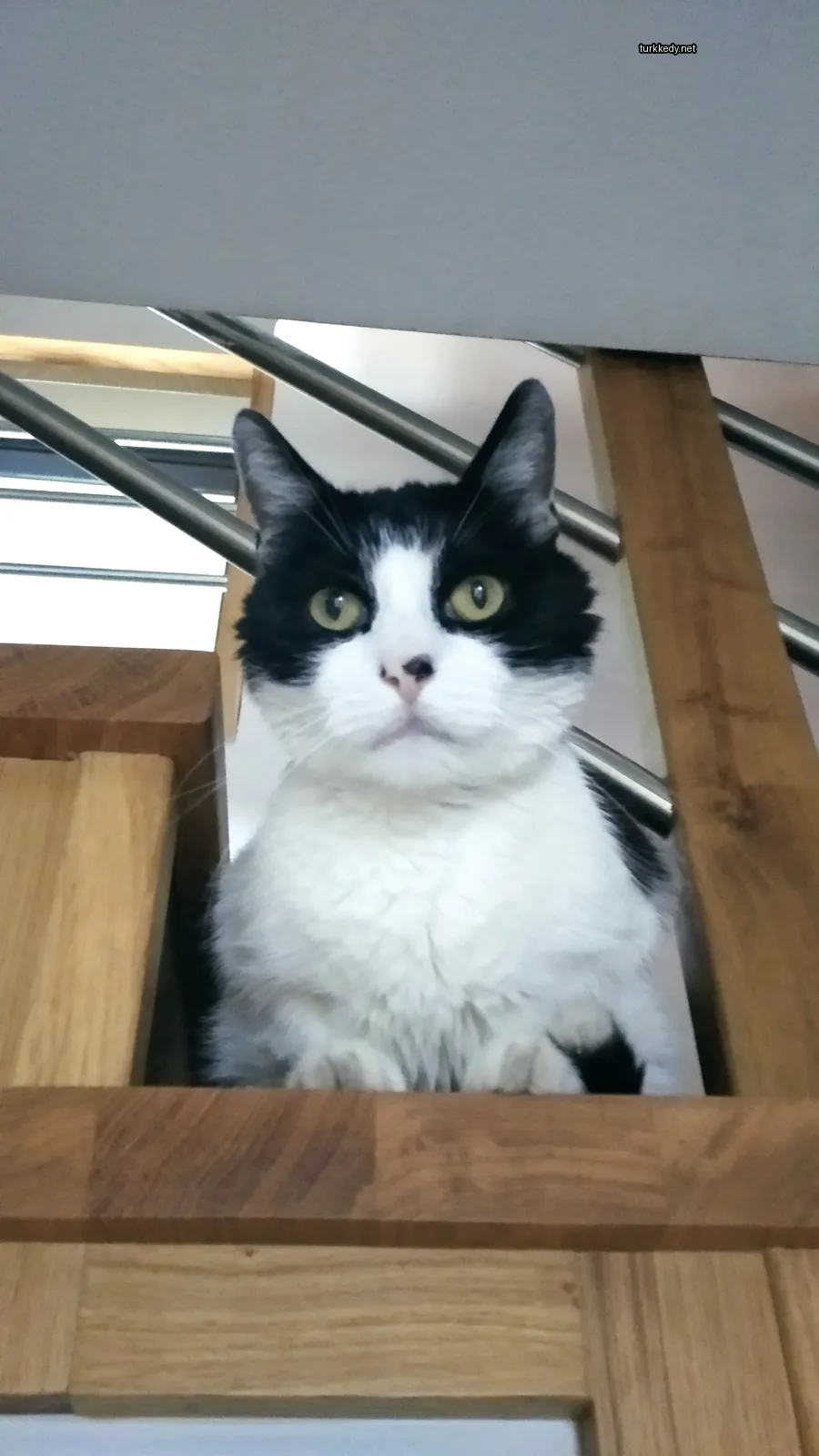 Kedi #3035