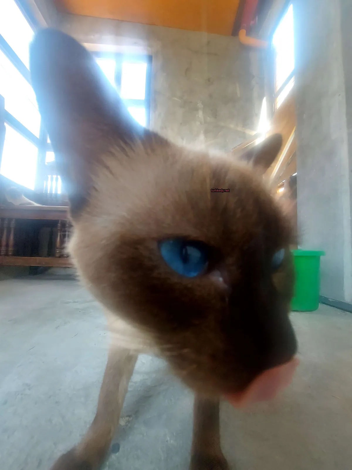 Kedi #3038