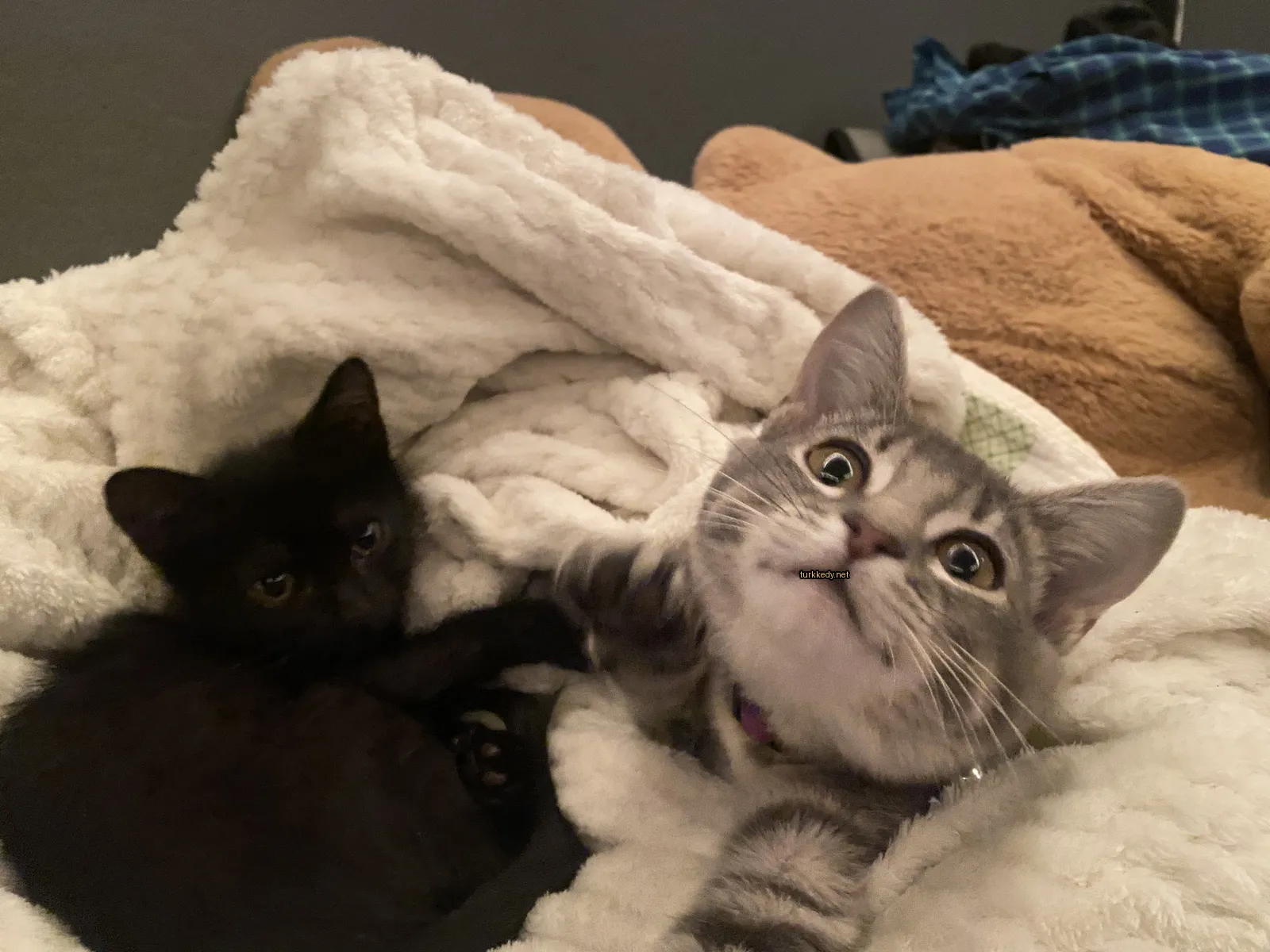Kedi #3039