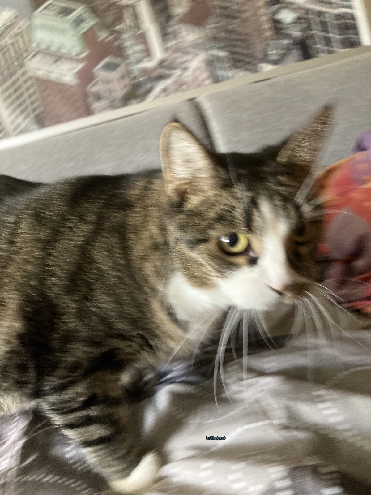 Kedi #3041
