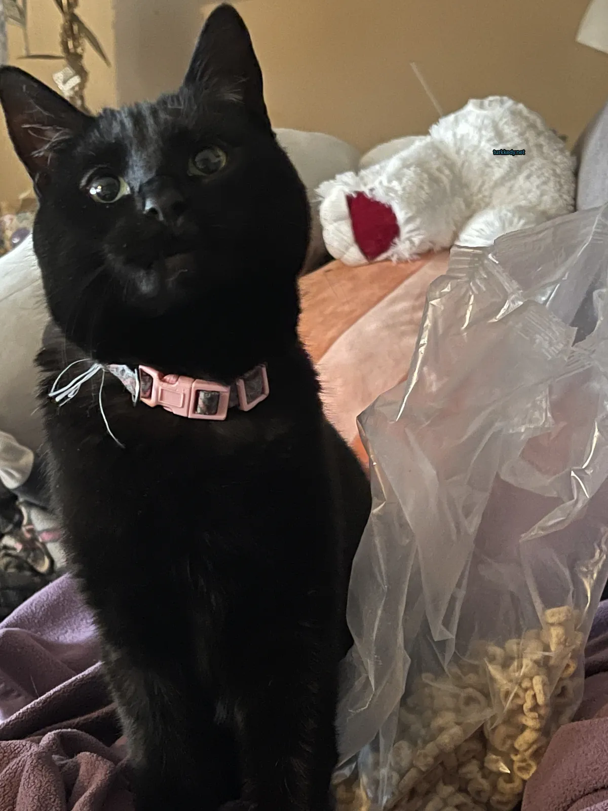Kedi #3040
