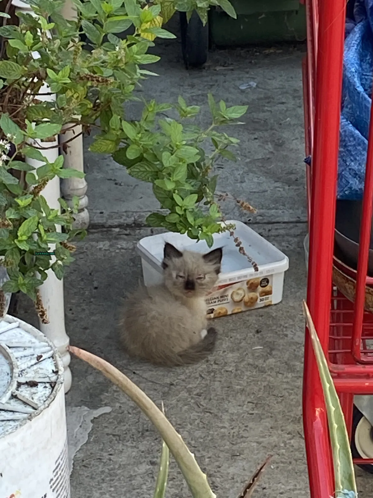Kedi #3042