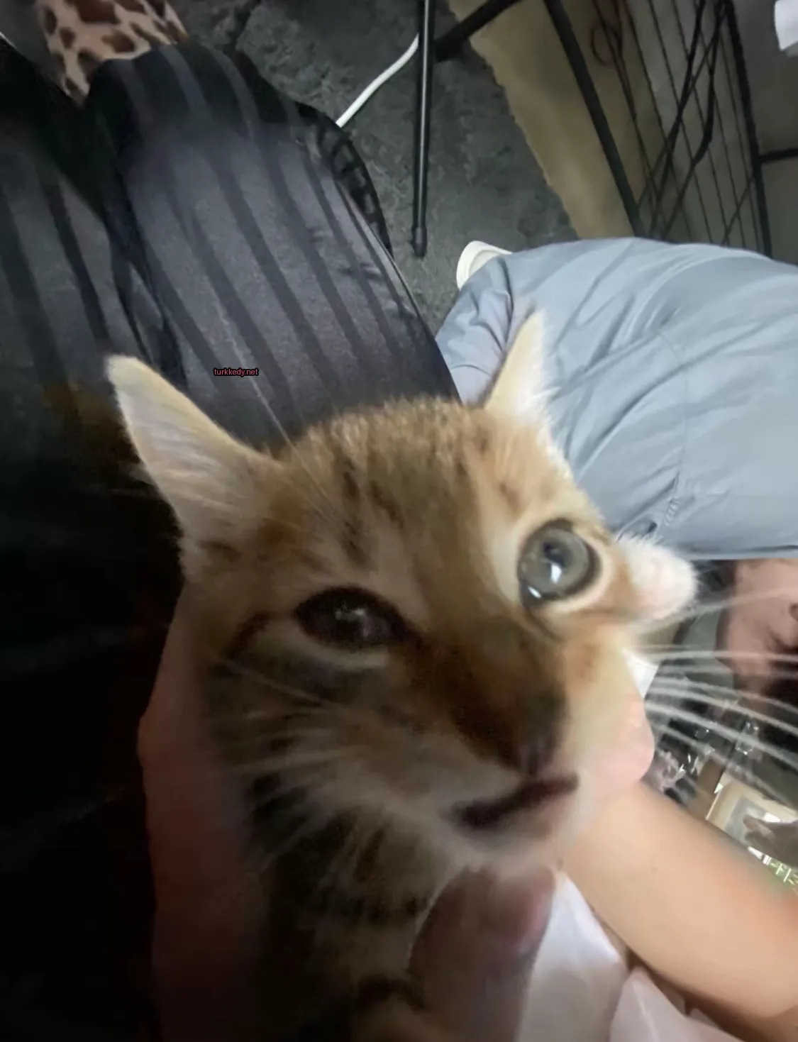 Kedi #3043
