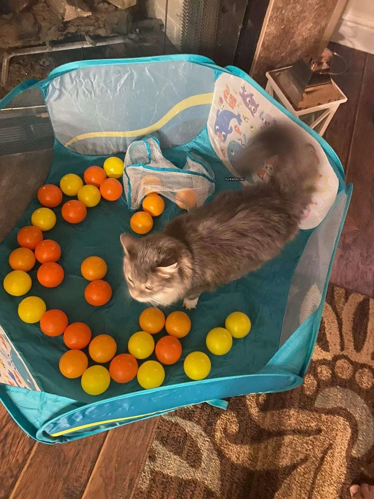 Kedi #3044