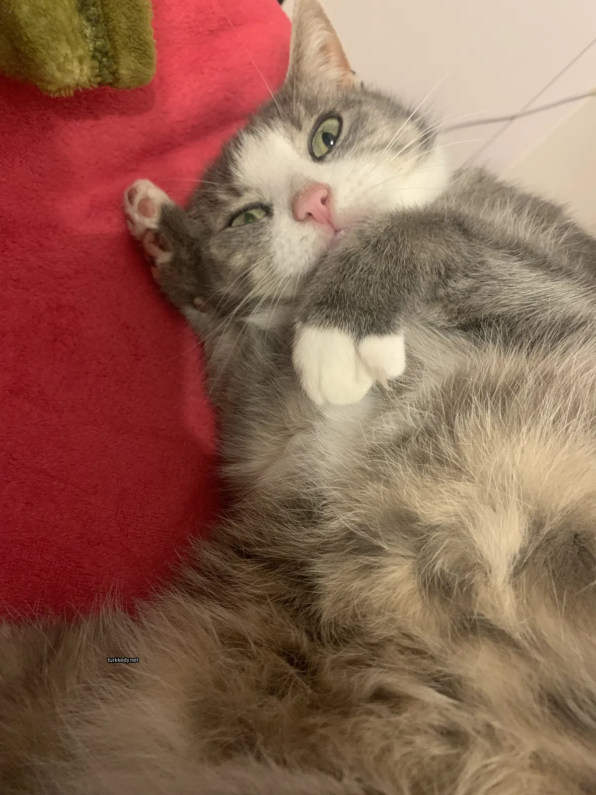 Kedi #3045